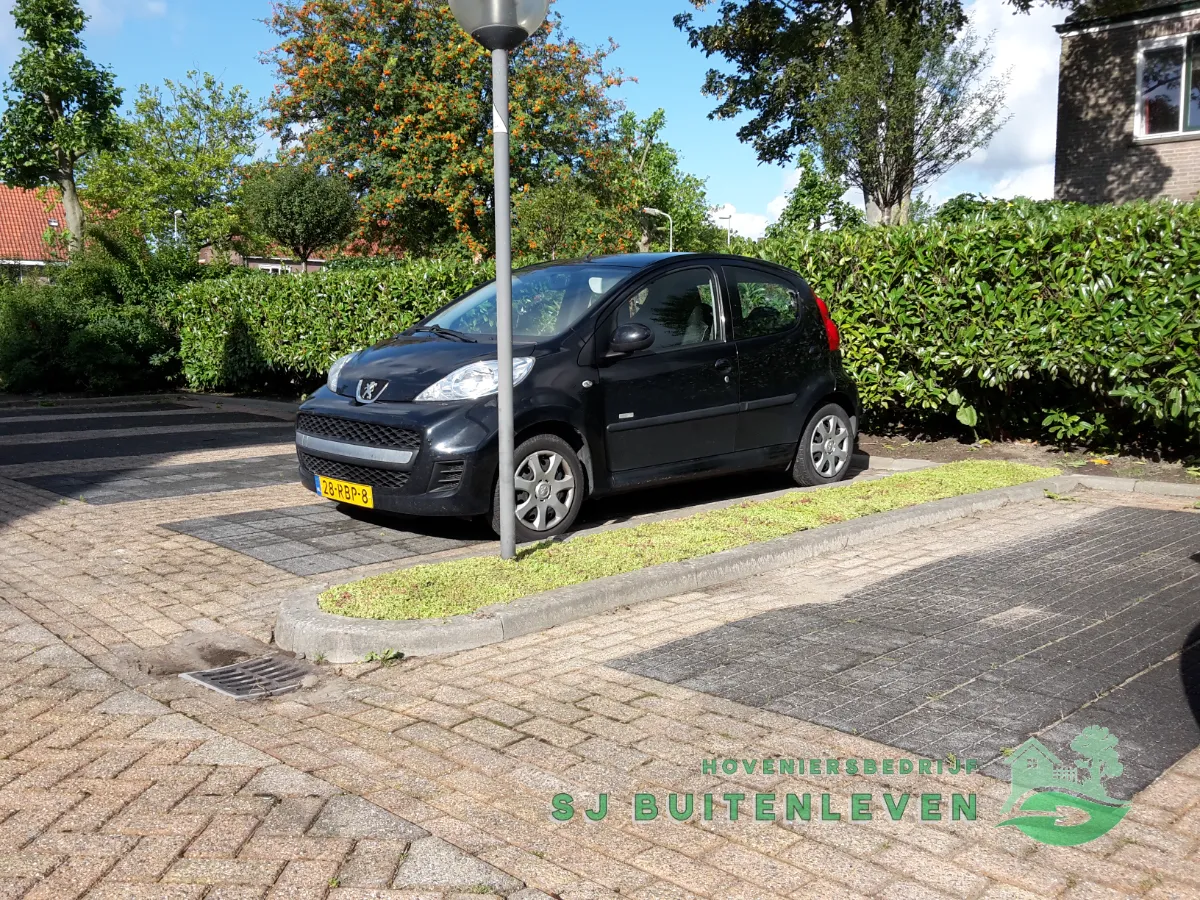 Vers aangeplant sedumvak met nog losse, jonge scheuten rond de lantaarnpaal op het parkeerterrein in Middenmeer.