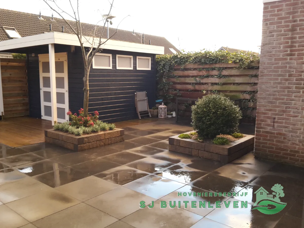 Tweekleurig tegelterras met ronde buxusbollen in plantvakken bij het donkerblauwe tuinhuis, tuinrenovatie in Hoorn.