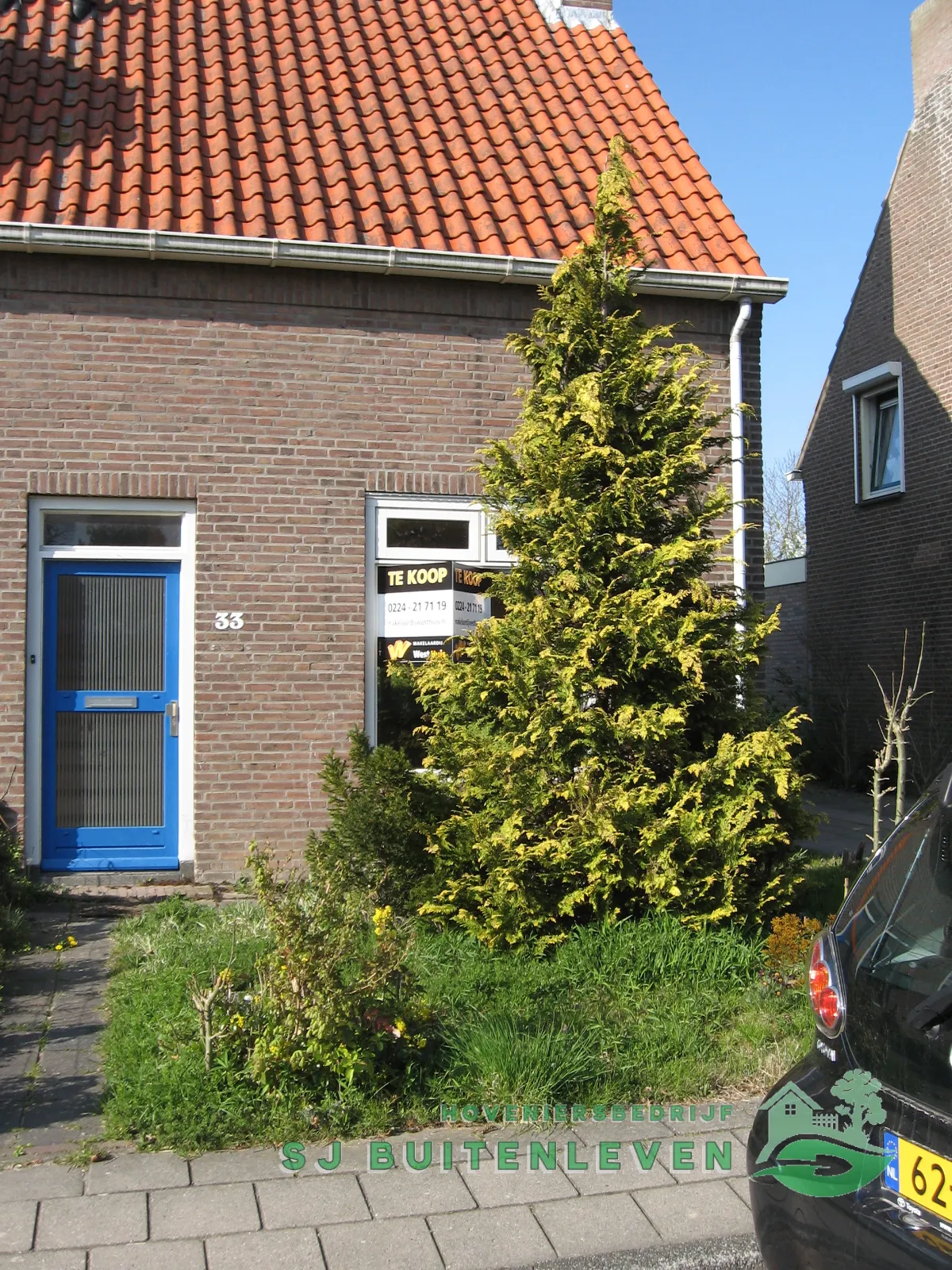 Verwaarloosde voortuin met hoge conifeer en onkruid, project Voortuin Renovatie in Slootdorp door hovenier SJ Buitenleven (situatie vooraf)