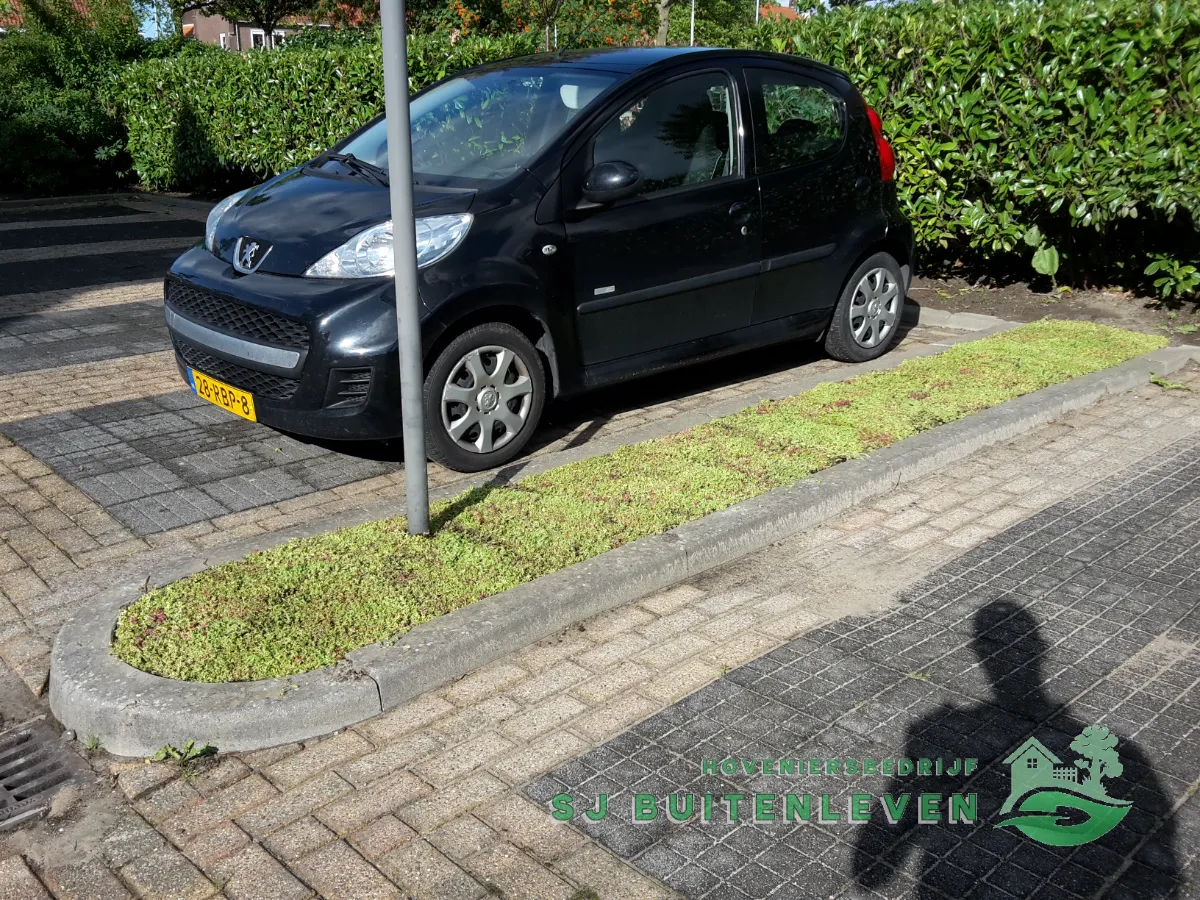 Volledige lengte van het langwerpige sedumvak langs de parkeervakken, gezien vanaf de lantaarnpaal in Middenmeer.