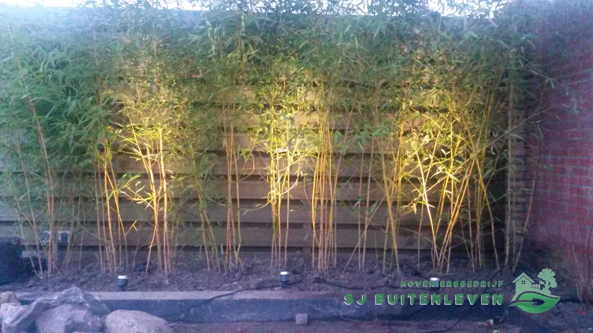 Bamboeborder met sfeervolle uplighting tegen de houten schutting, avondopname van de tuinverlichting in Heerhugowaard.