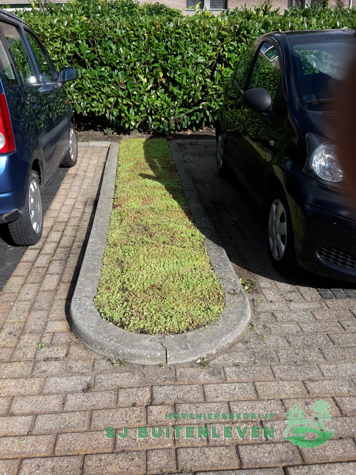 Ovaal sedumvak tussen twee parkeerplaatsen, half beplant met sedum en half nog kale grond, tegen de haag in Middenmeer.